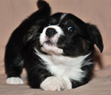Cuzka et ses BB